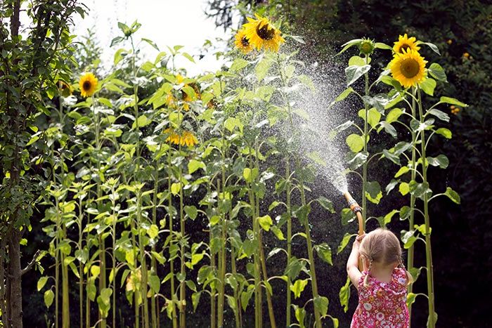kleines Kind gießt hoch gewachsene Sonnenblumen